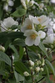 Fotografia da espécie Philadelphus coronarius