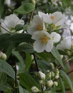 Fotografia 16 da espécie Philadelphus coronarius no Jardim Botânico UTAD