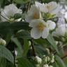 Fotografia 16 da espécie Philadelphus coronarius do Jardim Botânico UTAD