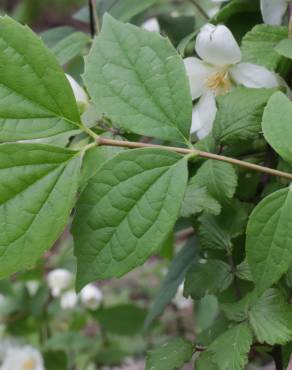 Fotografia 17 da espécie Philadelphus coronarius no Jardim Botânico UTAD