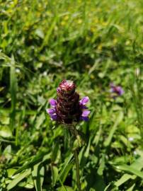 Fotografia da espécie Prunella vulgaris