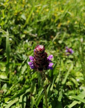 Fotografia 33 da espécie Prunella vulgaris no Jardim Botânico UTAD