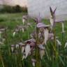 Fotografia 15 da espécie Serapias lingua do Jardim Botânico UTAD