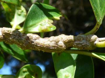 Fotografia da espécie Ficus benjamina