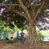 Fotografia 5 da espécie Ficus benjamina do Jardim Botânico UTAD