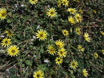 Fotografia da espécie Arctotheca calendula