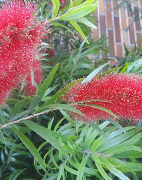 Fotografia 11 da espécie Callistemon speciosus no Jardim Botânico UTAD