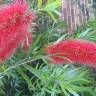 Fotografia 11 da espécie Callistemon speciosus do Jardim Botânico UTAD