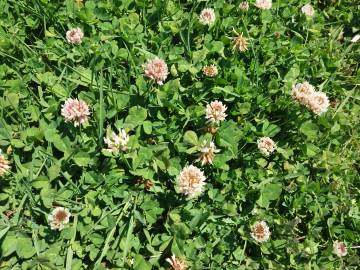 Fotografia da espécie Trifolium repens var. repens