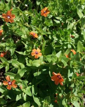 Fotografia 18 da espécie Anagallis arvensis subesp. arvensis no Jardim Botânico UTAD