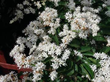 Fotografia da espécie Ligustrum sinense var. sinense