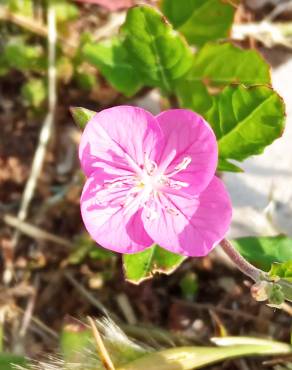 Fotografia 12 da espécie Oenothera rosea no Jardim Botânico UTAD