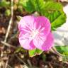 Fotografia 12 da espécie Oenothera rosea do Jardim Botânico UTAD