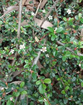 Fotografia 5 da espécie Cotoneaster microphyllus no Jardim Botânico UTAD