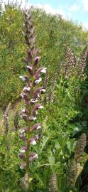 Fotografia da espécie Acanthus mollis