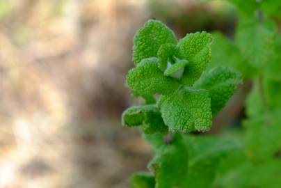 Fotografia da espécie Mentha suaveolens