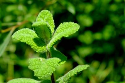 Fotografia da espécie Mentha suaveolens