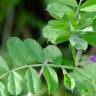 Fotografia 16 da espécie Vicia sativa subesp. nigra do Jardim Botânico UTAD