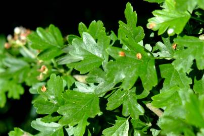 Fotografia da espécie Crataegus monogyna