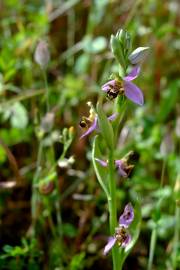 Fotografia da espécie Ophrys apifera