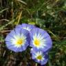 Fotografia 10 da espécie Convolvulus tricolor subesp. tricolor do Jardim Botânico UTAD