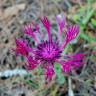 Fotografia 13 da espécie Centaurea sphaerocephala subesp. lusitanica do Jardim Botânico UTAD