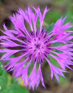 Fotografia 14 da espécie Centaurea sphaerocephala subesp. lusitanica no Jardim Botânico UTAD