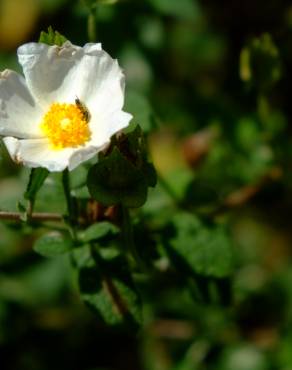 Fotografia 16 da espécie Cistus salvifolius no Jardim Botânico UTAD