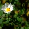 Fotografia 16 da espécie Cistus salvifolius do Jardim Botânico UTAD