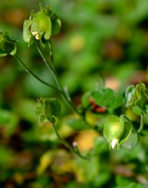 Fotografia 17 da espécie Cistus salvifolius no Jardim Botânico UTAD