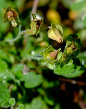 Fotografia 18 da espécie Cistus salvifolius no Jardim Botânico UTAD