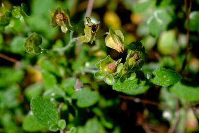 Fotografia da espécie Cistus salvifolius