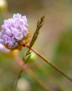 Fotografia 9 da espécie Armeria rouyana no Jardim Botânico UTAD