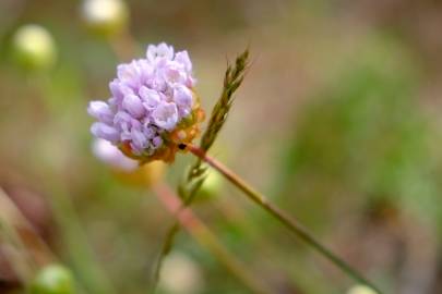 Fotografia da espécie Armeria rouyana