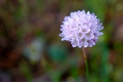 Fotografia da espécie Armeria rouyana