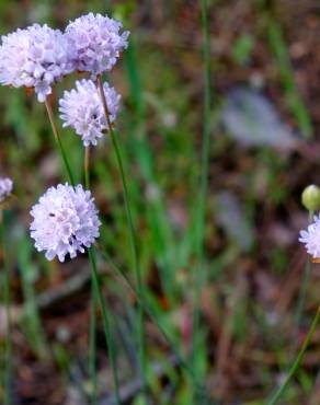 Fotografia 11 da espécie Armeria rouyana no Jardim Botânico UTAD