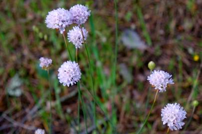 Fotografia da espécie Armeria rouyana