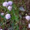 Fotografia 11 da espécie Armeria rouyana do Jardim Botânico UTAD