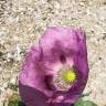 Fotografia 17 da espécie Papaver somniferum subesp. setigerum do Jardim Botânico UTAD