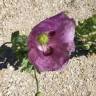 Fotografia 18 da espécie Papaver somniferum subesp. setigerum do Jardim Botânico UTAD