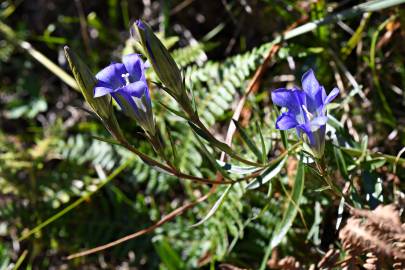 Fotografia da espécie Gentiana pneumonanthe