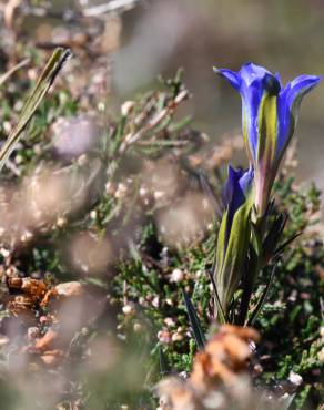 Fotografia 14 da espécie Gentiana pneumonanthe no Jardim Botânico UTAD