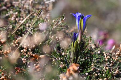 Fotografia da espécie Gentiana pneumonanthe