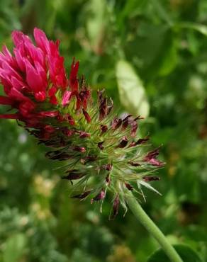 Fotografia 12 da espécie Trifolium incarnatum no Jardim Botânico UTAD