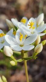 Fotografia da espécie Centaurium erythraea subesp. grandiflorum