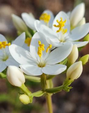 Fotografia 14 da espécie Centaurium erythraea subesp. grandiflorum no Jardim Botânico UTAD