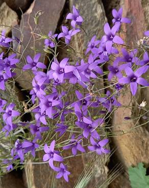 Fotografia 11 da espécie Campanula lusitanica subesp. lusitanica no Jardim Botânico UTAD