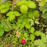 Fotografia 17 da espécie Duchesnea indica do Jardim Botânico UTAD