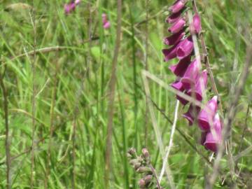 Fotografia da espécie Digitalis purpurea subesp. purpurea