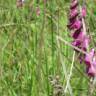 Fotografia 17 da espécie Digitalis purpurea subesp. purpurea do Jardim Botânico UTAD